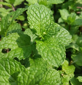 Mentha piperita 'Nigra' (Pepermunt)