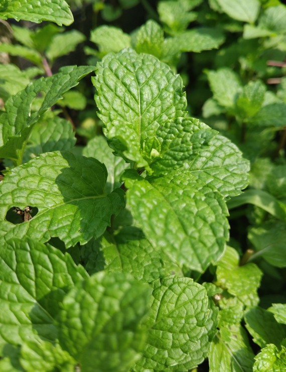 Mentha piperita 'Nigra' (Pepermunt)