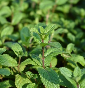 Mentha spicata 'Crispa' (Kruizemunt)