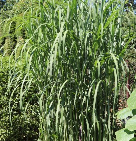Miscanthus floridulus (= M.sin.giganteus) (Prachtriet)