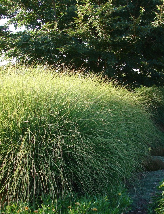Miscanthus sin. 'Gracillimus' (Prachtriet) Miscanthus sin. 'Gracillimus' (Prachtriet)
