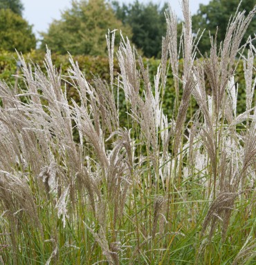 Siergrassen