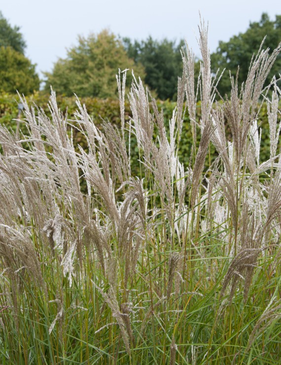 Miscanthus sin. 'Kleine Silberspinne' (Prachtriet) Miscanthus sin. 'Kleine Silberspinne' (Prachtriet)