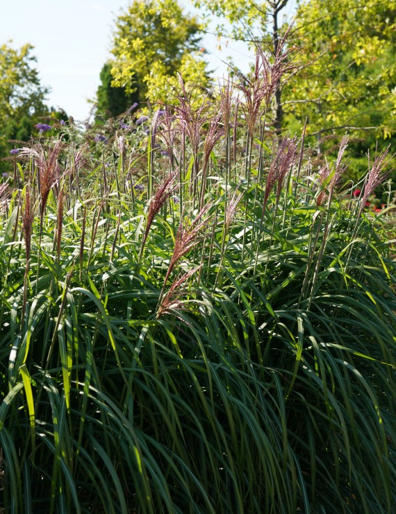 Miscanthus sin. 'Malepartus' (Prachtriet)