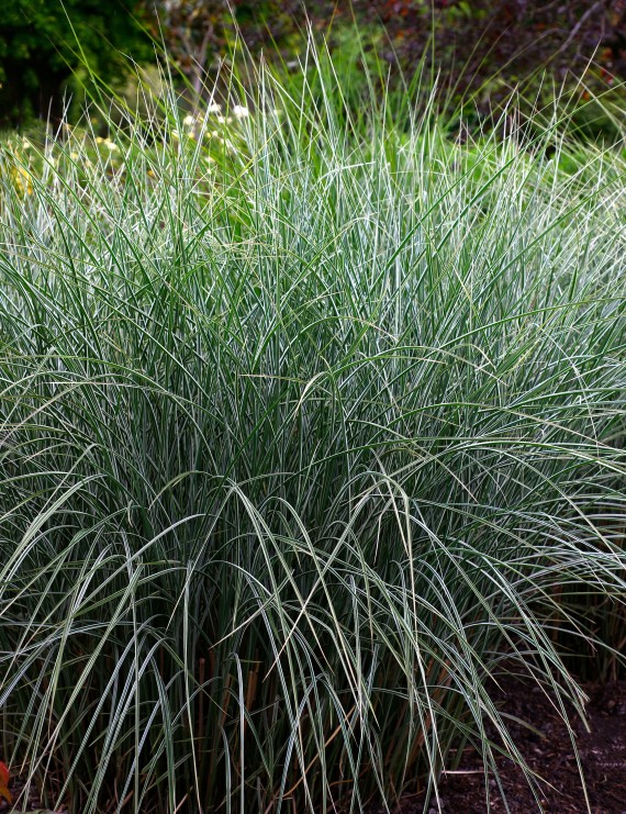Miscanthus sin. 'Morning Light' (Prachtriet)