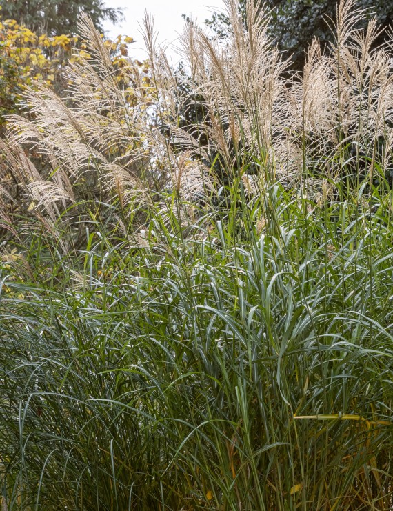 Miscanthus sin. 'Silberfeder' (Prachtriet)