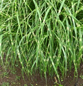 Miscanthus sin. 'Variegatus' (Prachtriet)