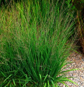 Molinia arundinacae 'Karl Foerster' (Pijpestrootje)