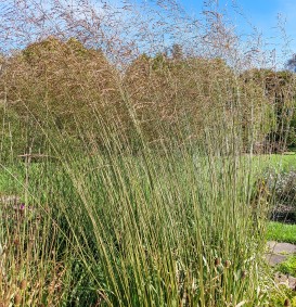 Molinia caerulea 'Heidebraut' (Pijpenstrootje)