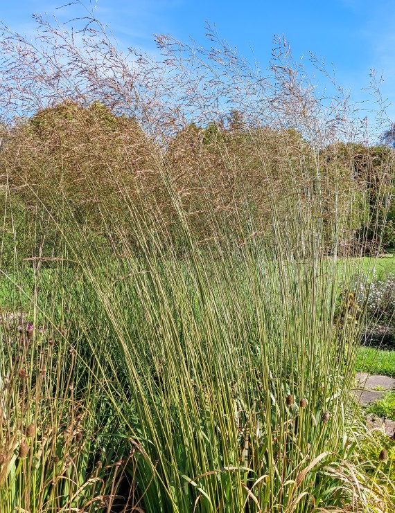 Molinia caerulea 'Heidebraut' (Pijpenstrootje) Molinia caerulea 'Heidebraut' (Pijpenstrootje)