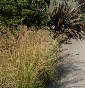 Molinia caerulea 'Variegata' (Pijpestrootje)