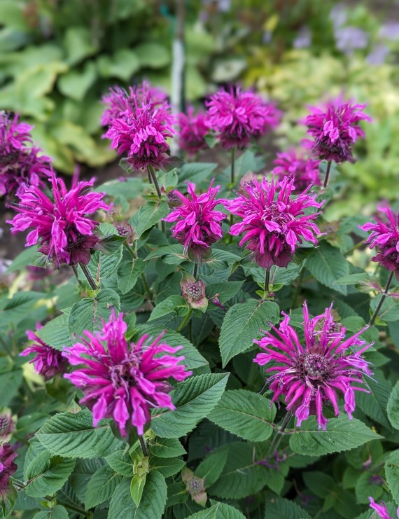 Monarda 'Prairienacht' (Bergamotplant) Monarda 'Prairienacht' (Bergamotplant)