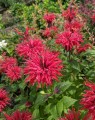 Monarda 'Scorpion' (Bergamotplant)
