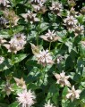 Monarda 'Schneewittchen' (Bergamotplant)