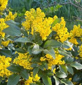 Mahonia aquifolium 'Apollo' (Druifjesstruik) Mahonia aquifolium 'Apollo' (Druifjesstruik)