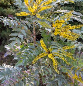 Mahonia japonica ( = bealei ) (Druifjesstruik) Mahonia japonica ( = bealei ) (Druifjesstruik)
