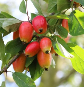 Malus 'John Downie' (Sierappel - bloemappel) Malus 'John Downie' (Sierappel - bloemappel)