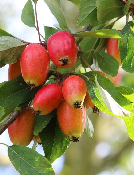 Malus 'John Downie' (Sierappel  - bloemappel)