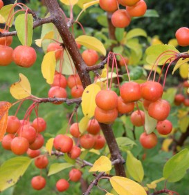 Malus 'Professor Sprenger' (Sierappel - bloemappel) Malus 'Professor Sprenger' (Sierappel - bloemappel)