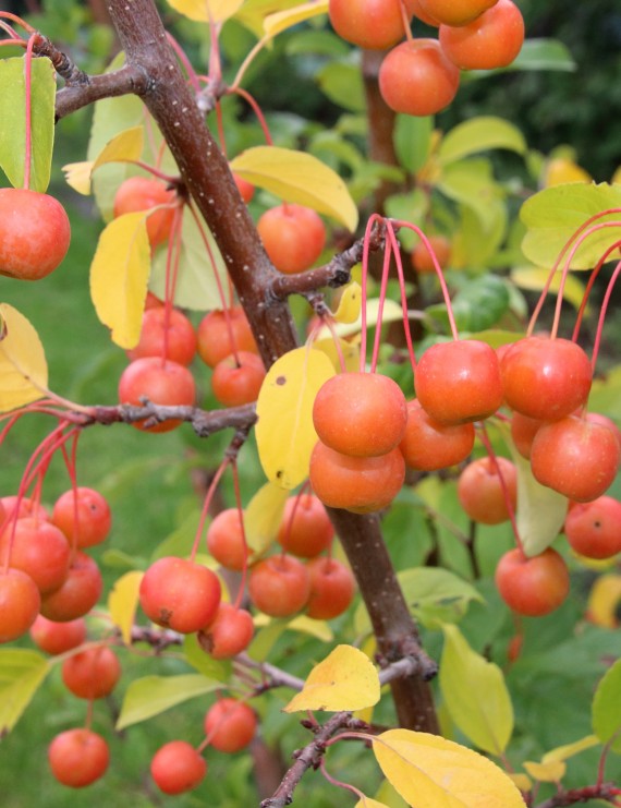 Malus 'Professor Sprenger' (Sierappel  - bloemappel)