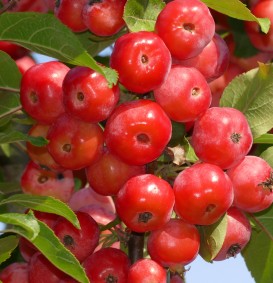 Malus 'Red Sentinel' (Sierappel - bloemappel) Malus 'Red Sentinel' (Sierappel - bloemappel)