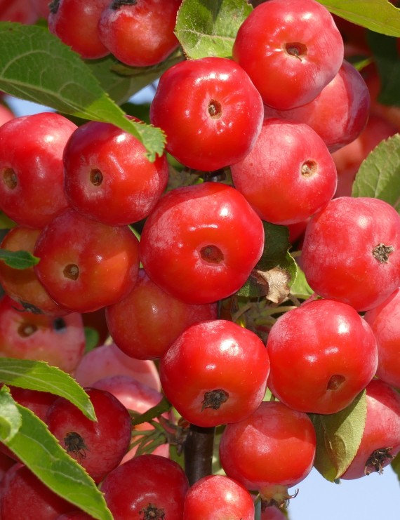 Malus 'Red Sentinel' (Sierappel  - bloemappel)
