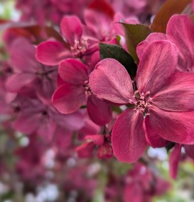 Malus 'Royalty' (Sierappel - bloemappel) Malus 'Royalty' (Sierappel - bloemappel)