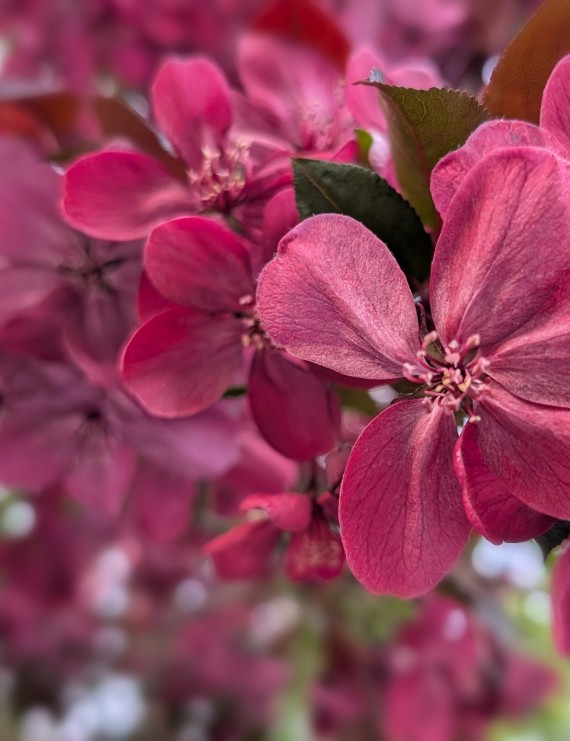 Malus 'Royalty' (Sierappel  - bloemappel)
