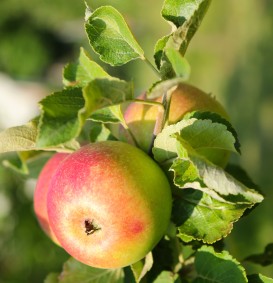 Appel 'Alkmene' (Malus domestica)