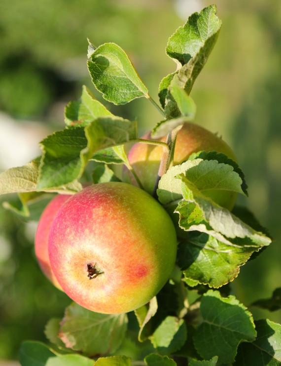 Appel 'Alkmene' (Malus domestica)