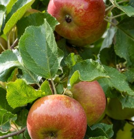 Appel 'Belle de Boskoop' (Malus domestica) (Goudreinet)