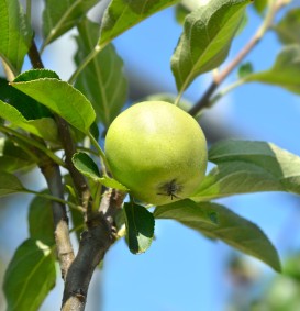 Appel 'Golden Delicious' (Malus domestica)
