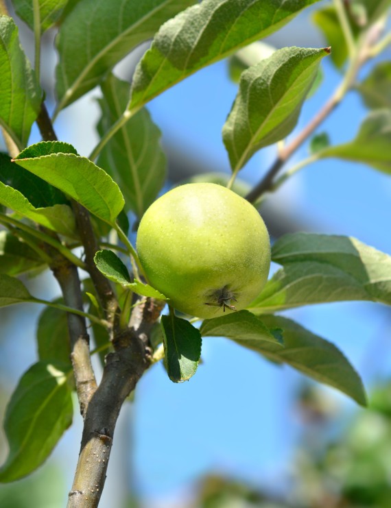 Appel 'Golden Delicious' (Malus domestica)