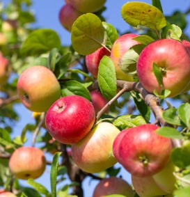 Appel 'Jacques Lebel' (Malus domestica)