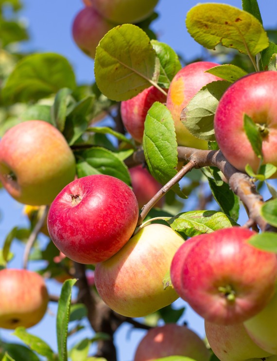 Appel 'Jacques Lebel' (Malus domestica)