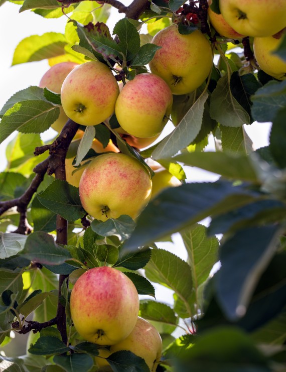 Appel 'James Grieves' (Malus domestica)
