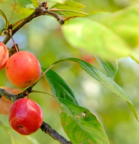Malus 'John Downie' (Sierappel - bloemappel) Malus 'John Downie' (Sierappel - bloemappel)
