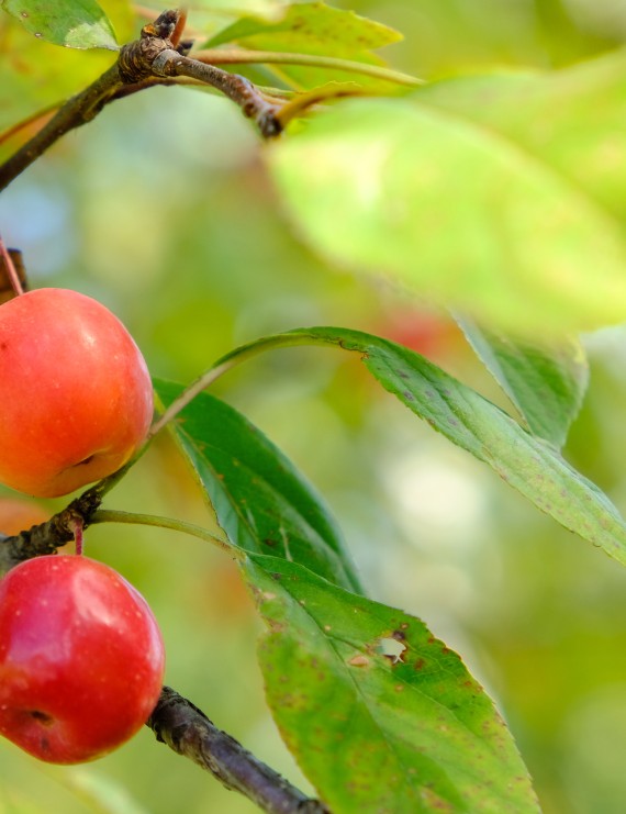 Malus 'John Downie' (Sierappel - bloemappel)