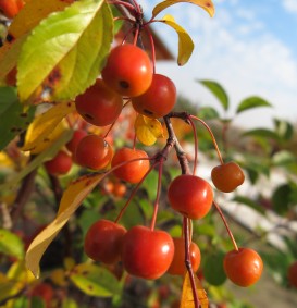 Malus 'Professor Sprenger' (Sierappel - bloemappel) Malus 'Professor Sprenger' (Sierappel - bloemappel)