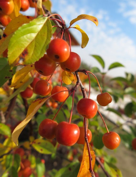 Malus 'Professor Sprenger' (Sierappel  - bloemappel)