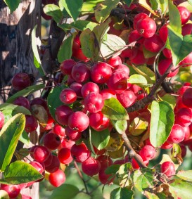 Malus 'Red Sentinel' (Sierappel - bloemappel) Malus 'Red Sentinel' (Sierappel - bloemappel)