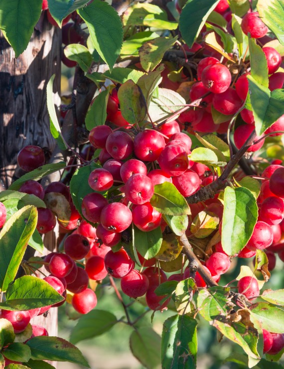 Malus 'Red Sentinel' (Sierappel  - bloemappel)