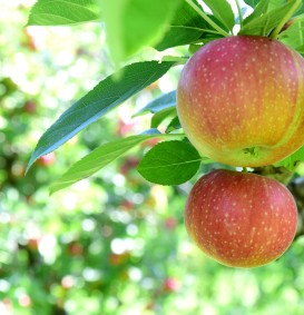 Appel 'Reinette Etoilee'  - Sterappel (Malus domestica)