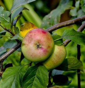 Appel 'Reinette de France' (Malus domestica)