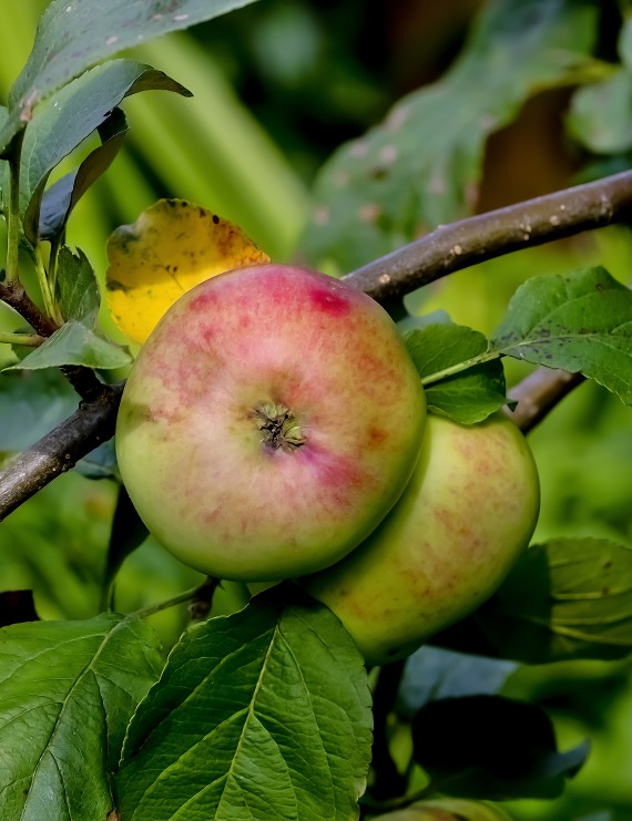 Appel 'Reinette de France' (Malus domestica)