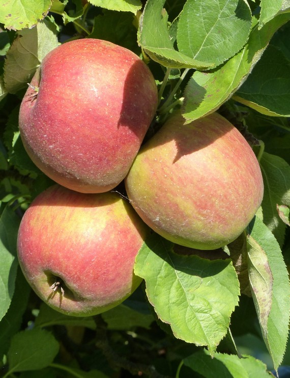 Appel 'Rode Boskoop' (Malus domestica)