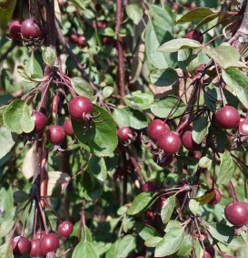 Malus 'Royal Beauty' (Sierappel - bloemappel) Malus 'Royal Beauty' (Sierappel - bloemappel)