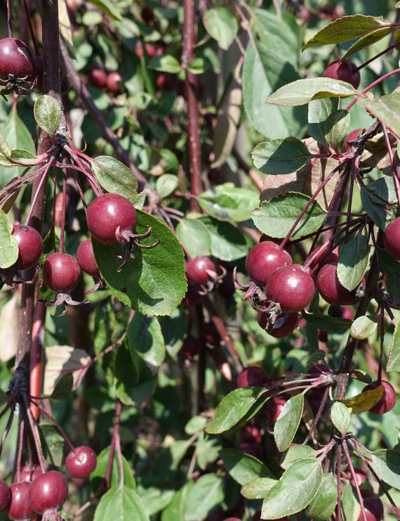Malus 'Royal Beauty' (Sierappel  - bloemappel)