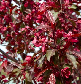 Malus 'Royalty' (Sierappel - bloemappel) Malus 'Royalty' (Sierappel - bloemappel)