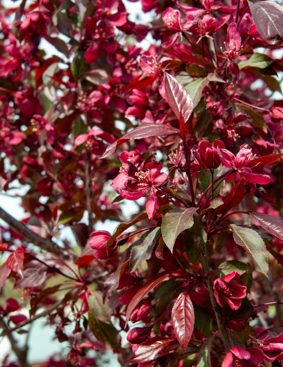 Malus 'Royalty'  (Sierappel  - bloemappel)